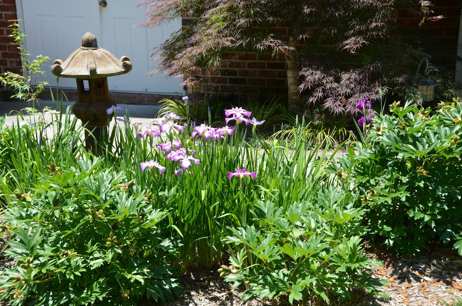 Southern Peony: 2015 Peony Companion Plants Japanese Iris