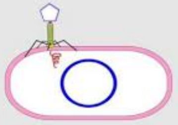 Reproduksi virus pada gambar tersebut dinamakan fase.... - Primalangga
