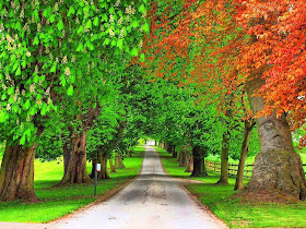 wallpaper: Trees Wallpapers