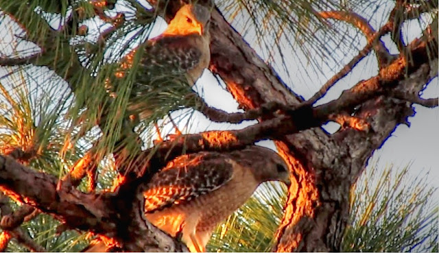 Red Shouldered Hawk Long Leaf Pine Tree Florida