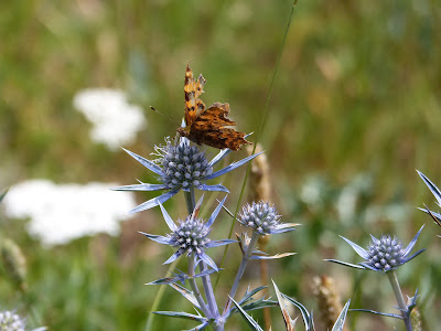 Papillon marron tacheté fleur bleue