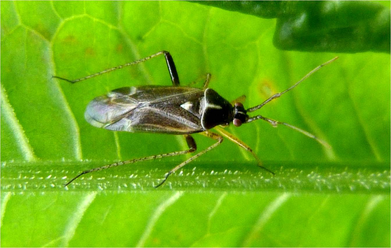 Insects of Scotland: True Bugs