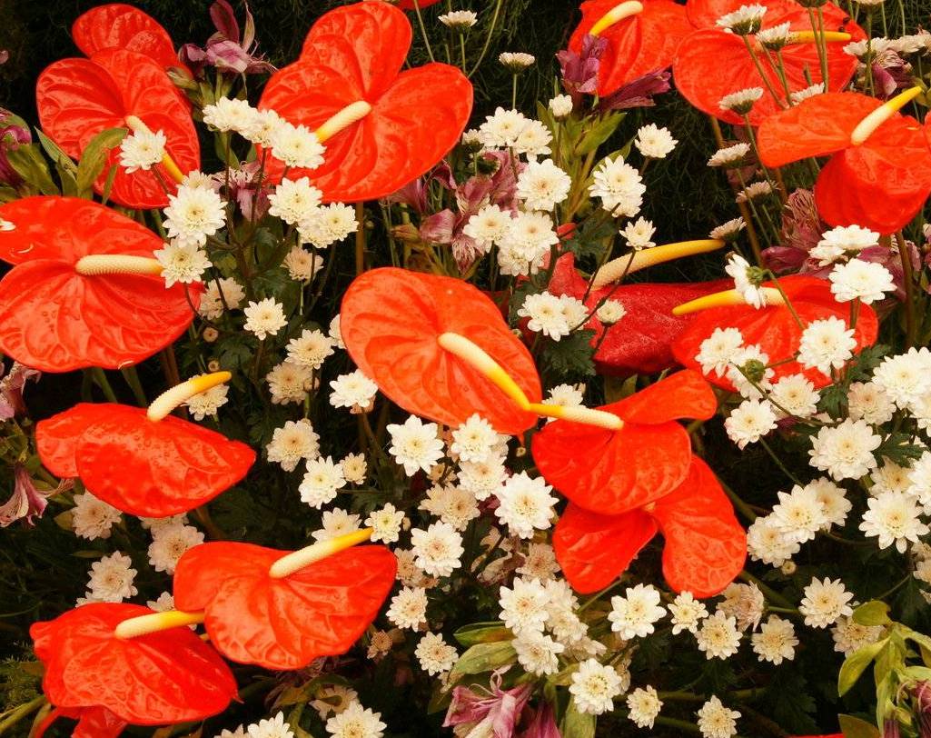 Anthuriam Flowers How To Make The Perfect Potting Mix For Anthuriums