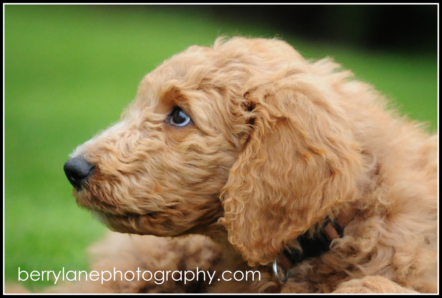 Big Island Goldendoodle Big Island Goldendoodle