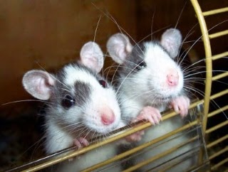 Dos ratas en un laberinto