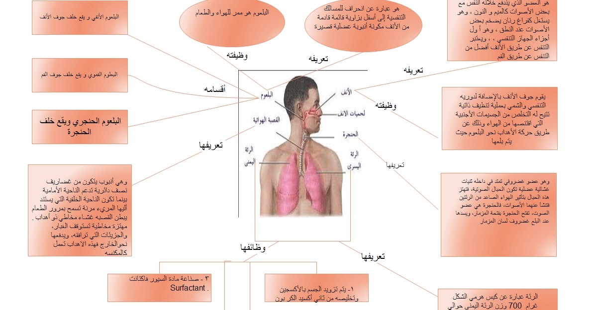 خائفة من الموت خيانة على رأس مدونة مقرر إنتاج الوسائل التعليمية واستخدامها: خريطة ذهنية لأعضاء الجهاز التنفسي خائفة من الموت خيانة على رأس مدونة مقرر إنتاج الوسائل التعليمية واستخدامها: خريطة ذهنية لأعضاء الجهاز التنفسي