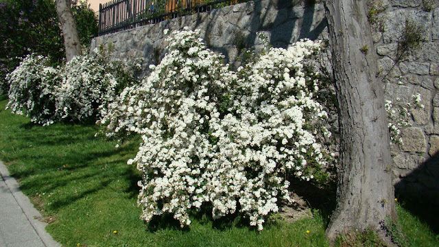 Espirea o espirea de Vanhouttei (Spiraea x vanhouttei).