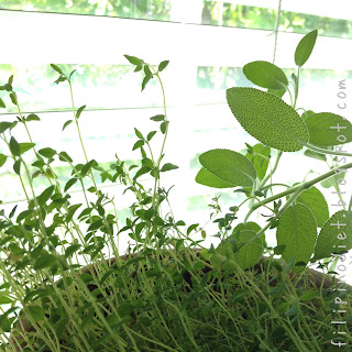 herb garden:  thyme and sage