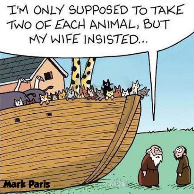 Humor and laughs Noah s Ark  Cats 