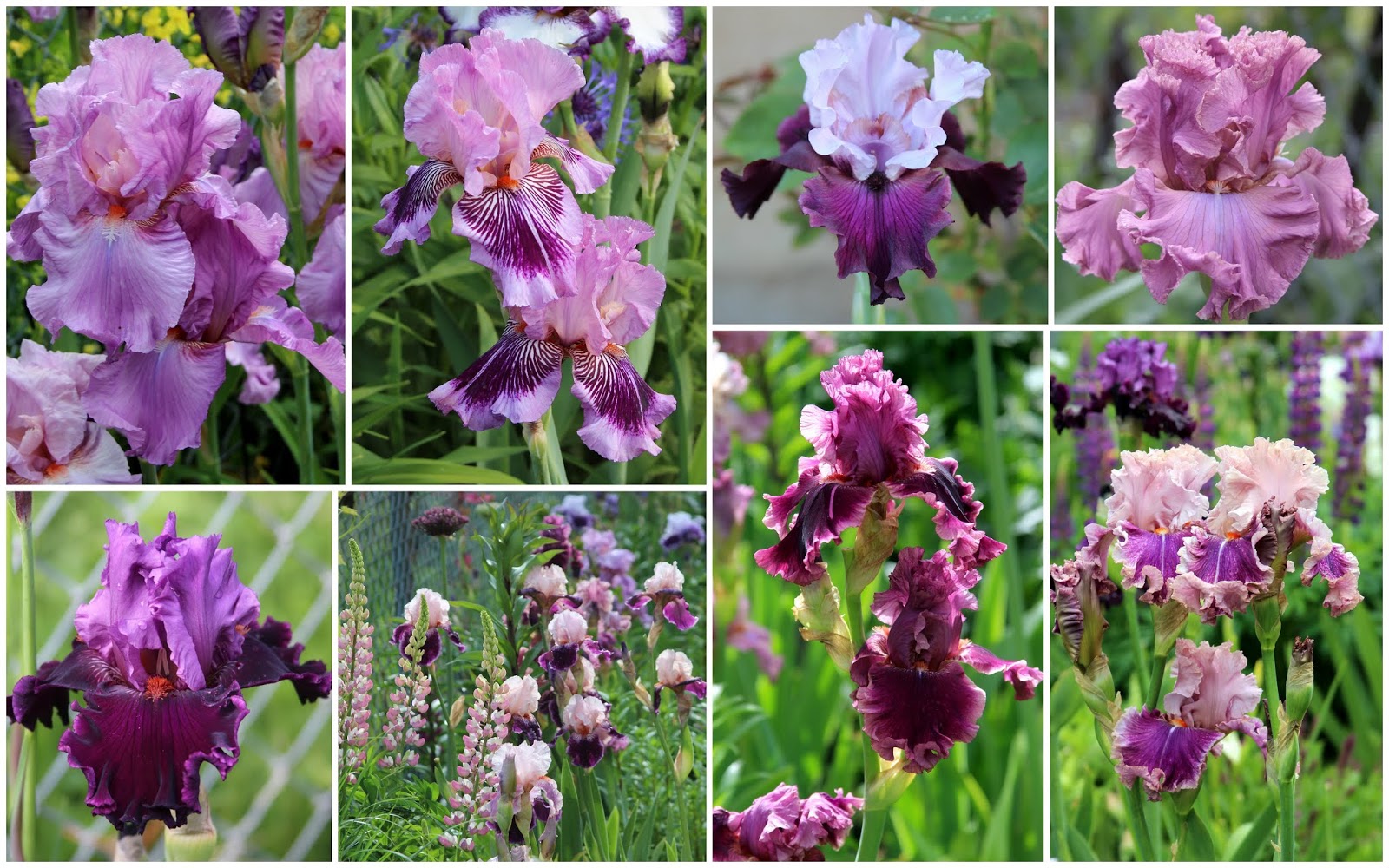 World of Irises "Talking Irises" THE 2018 TALL BEARDED IRIS BLOOM