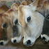 FIQUE SABENDO! / Quem são os ativistas que tentam proibir a exportação de quase R$1 bi em gado vivo do Brasil