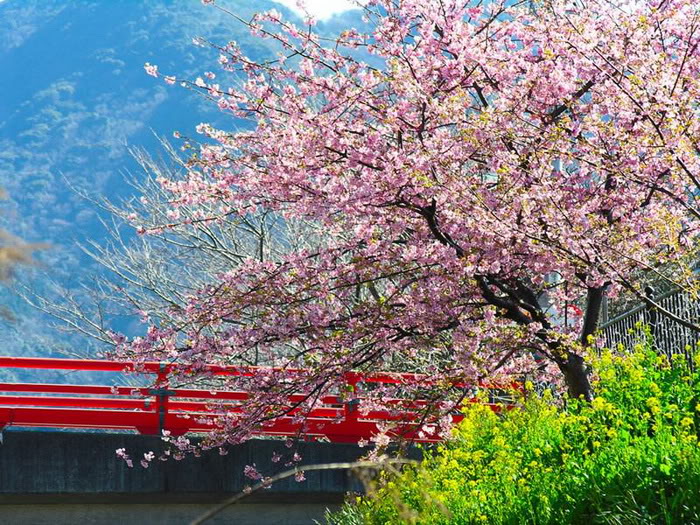 Hình ảnh đẹp về Hoa anh dào (Nhật bổn)! - http://namkna.blogspot.com/