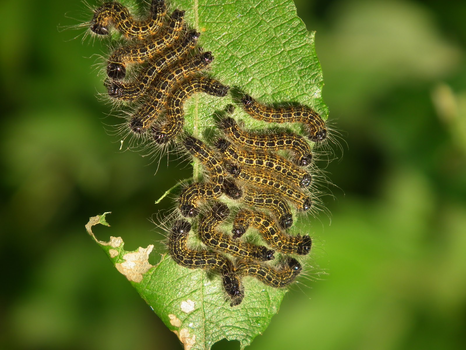 The Hairy Birder Buff Tip Moth Caterpillars the-hairy-birder-buff-tip-moth-caterpillars
