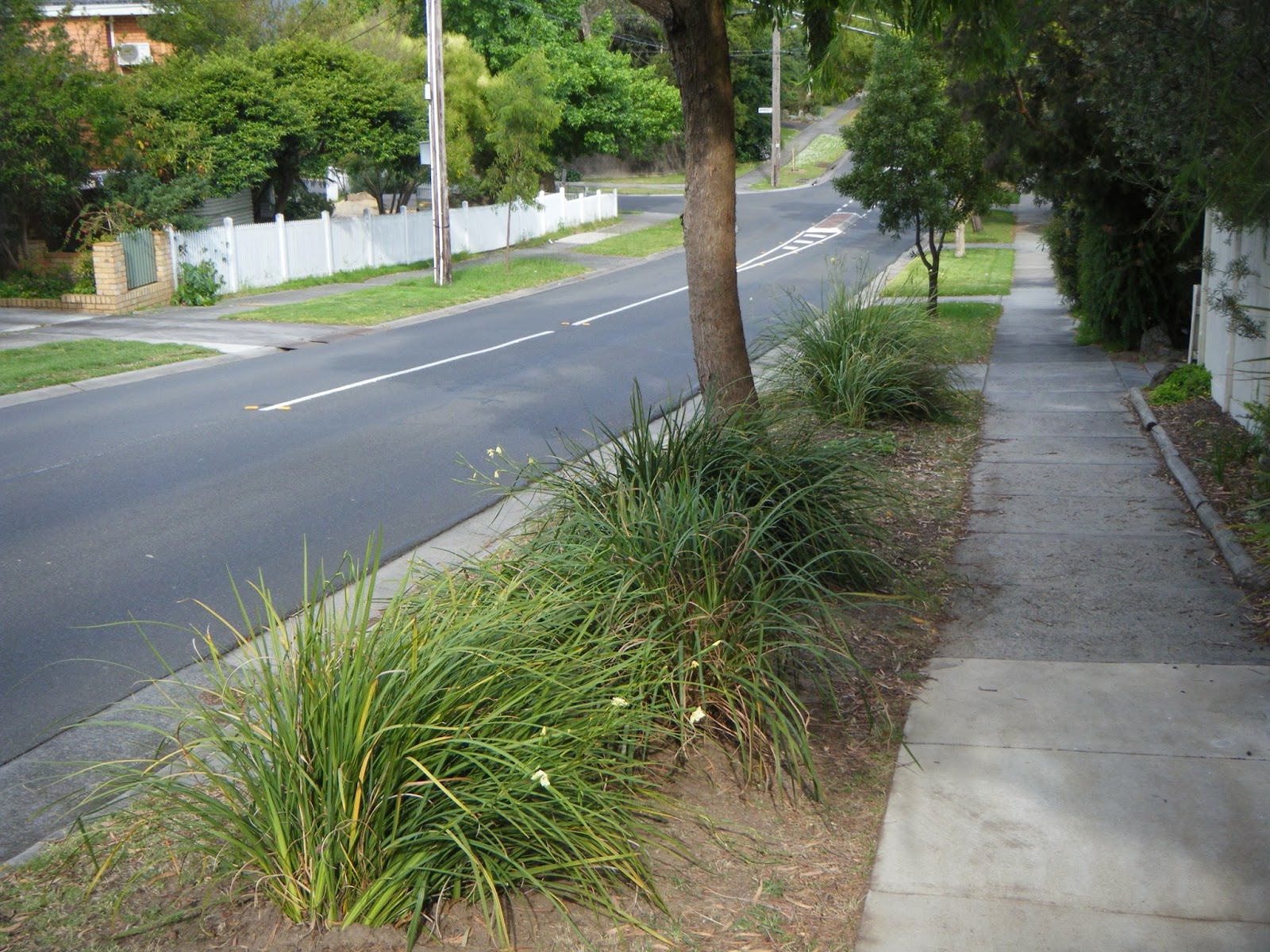Don t Read This Crap Nature Strip Makeover Before And After 