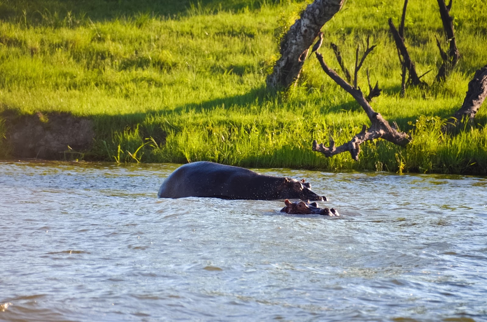 hippos in the zambezi