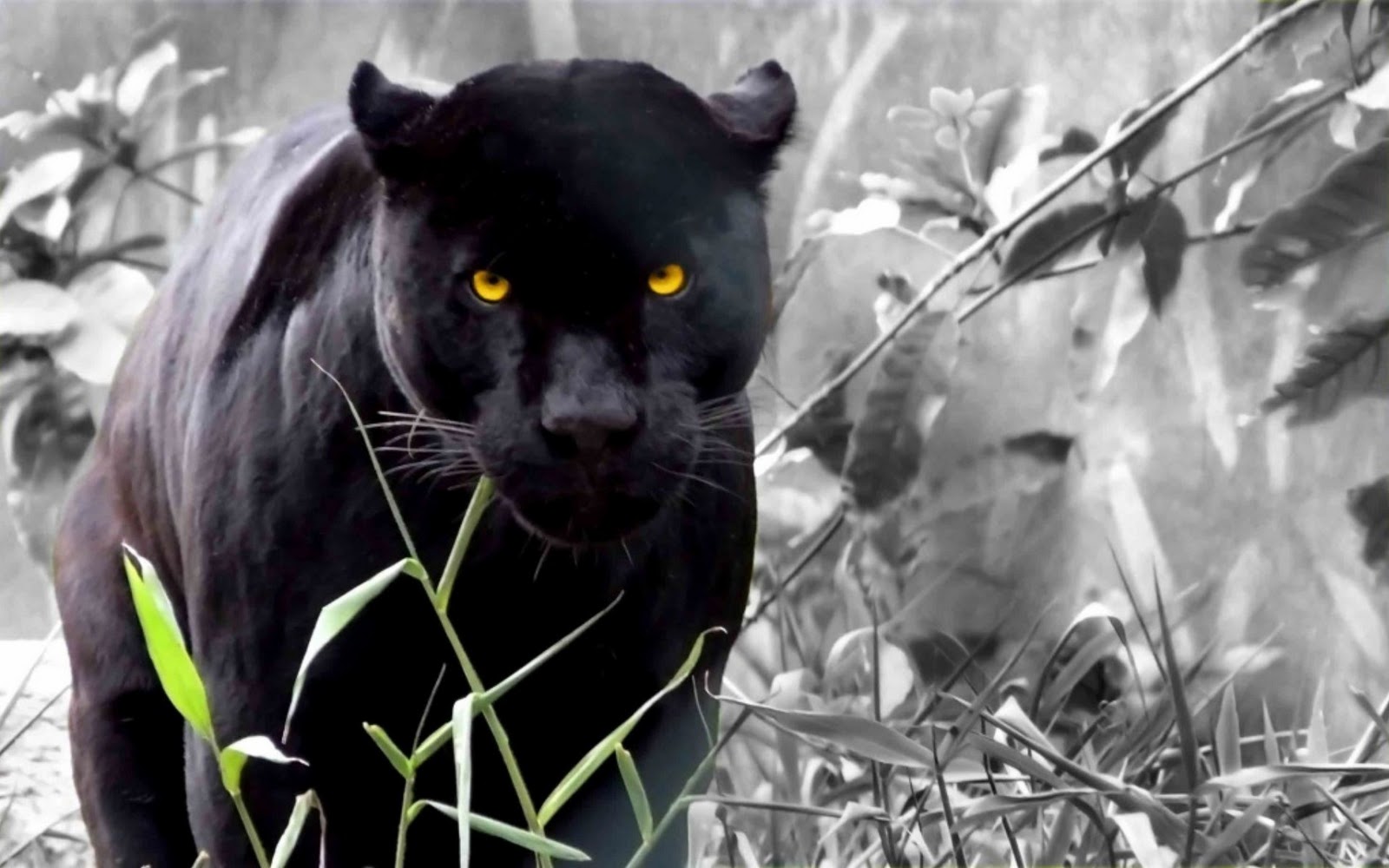 Funny animal picture beautiful animals Black  Panther  HD 