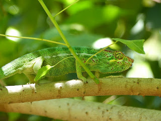 Furcifer pardalis - Caméléon panthère - Endormi Furcifer pardalis - Caméléon panthère - Endormi