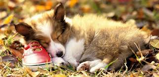 Android Phones Wallpapers: Android Wallpaper Dogs