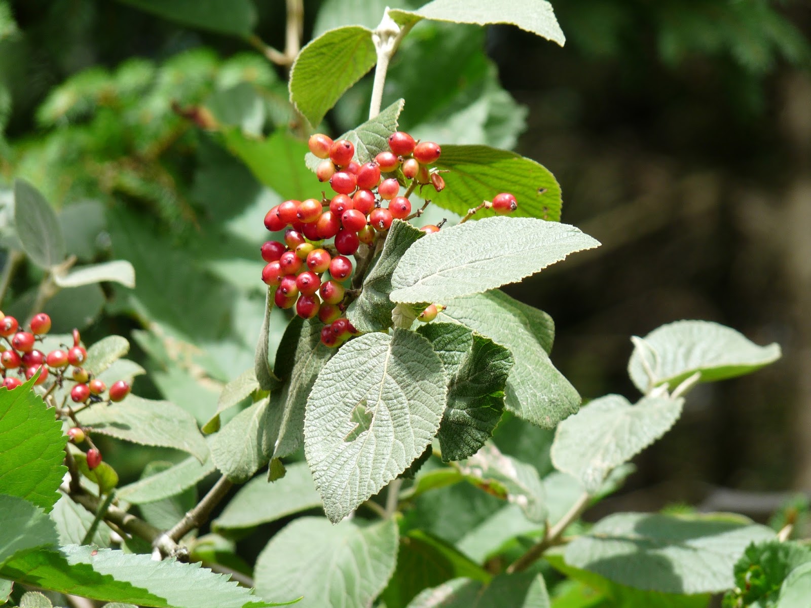 The Revolt And The Revolting Nannyberry Viburnum Lentago