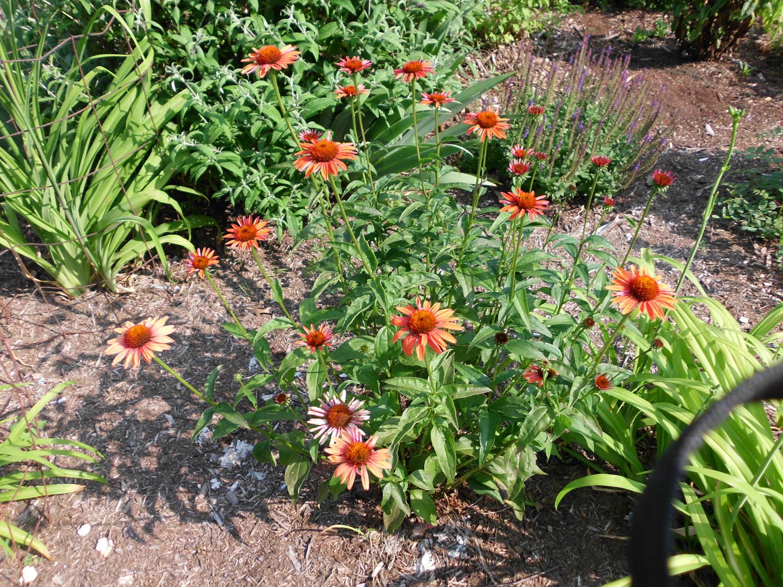 June Rhodes House FlowersWhat kind of flower are you? Rhodes Creations