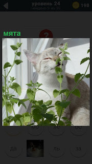 На подоконнике сидит кошка и пытается есть растение мята