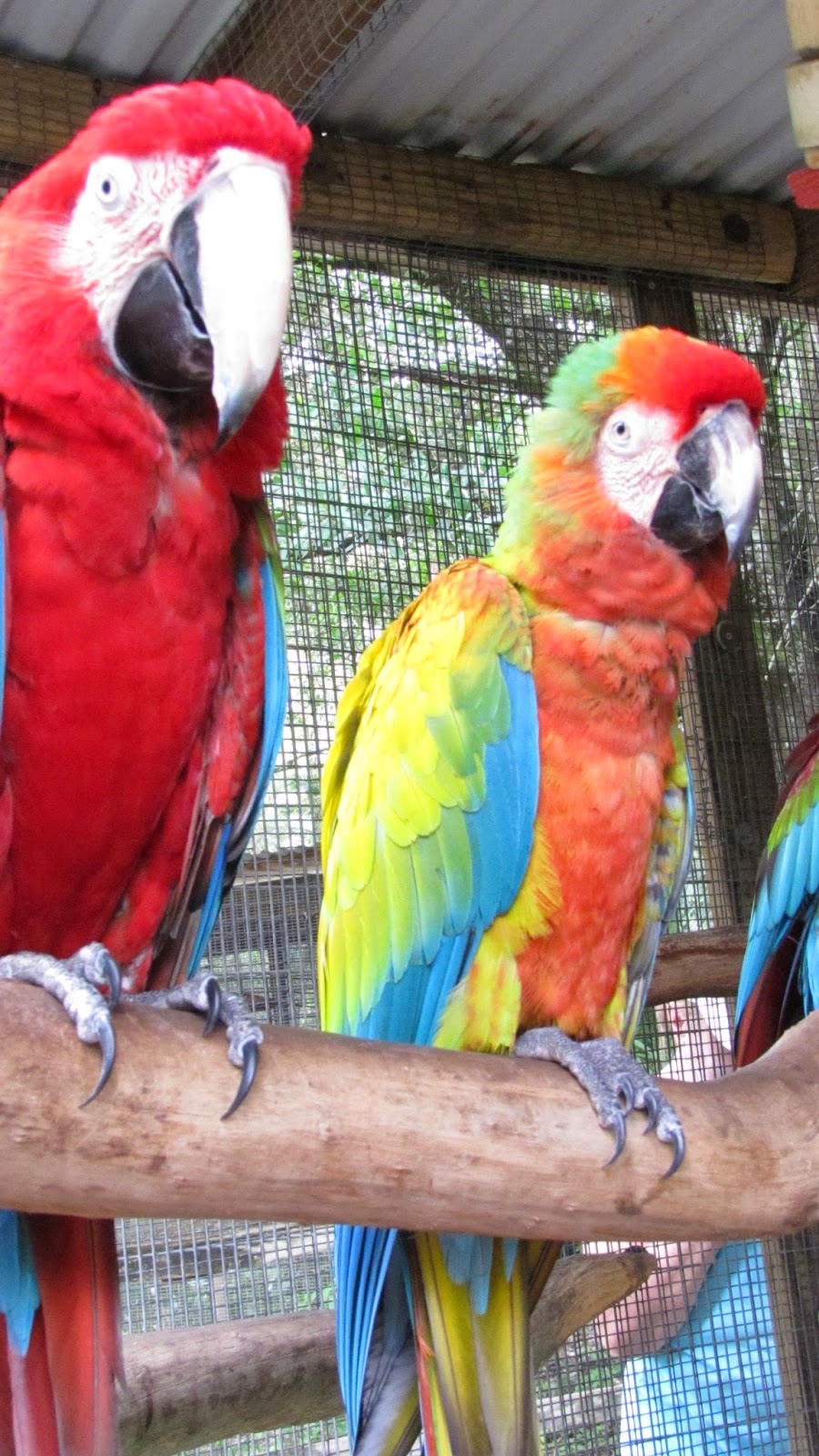 Local Adventures Bird Garden of Naples AS 2