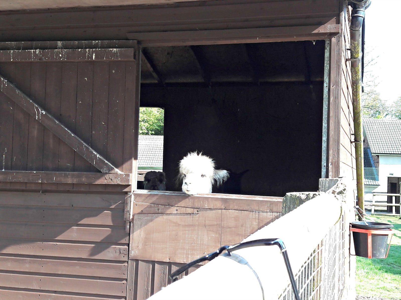 Walking With Alpacas Winwick Mum