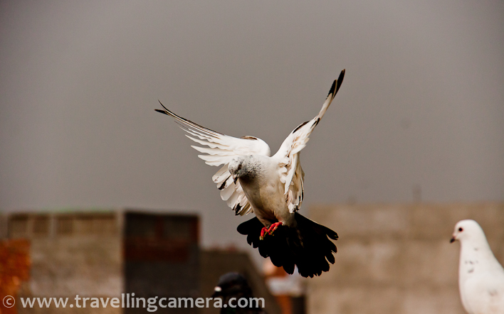Kabutar Baazi Some Unbelievable Interesting Stories About This Pigeon Sport Of Old Delhi India