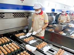 Tuyển 16 lao động đóng gói trứng tại Nhật Bản Tuyển 16 lao động đóng gói trứng tại Nhật Bản