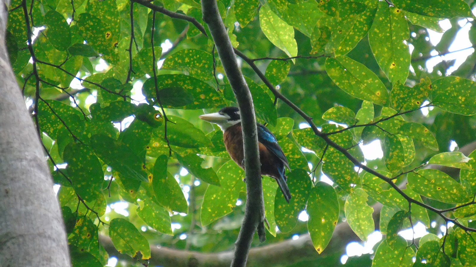 Yellow Bild Kingfiser Burung Pemangsa Udang Udangan