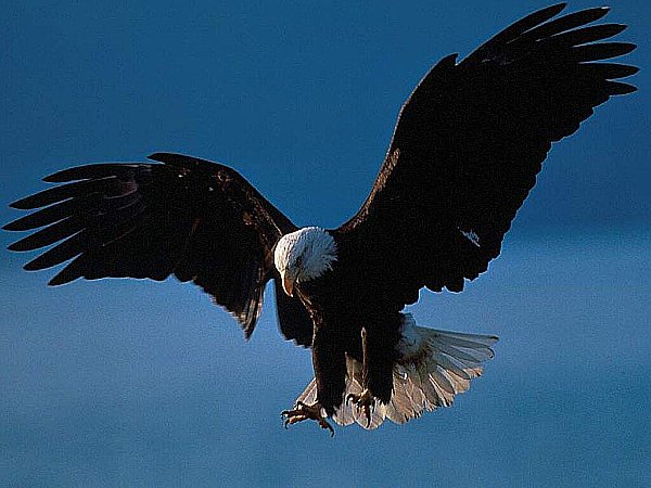 El àguila, reina de las rapaces - Animales, Naturaleza