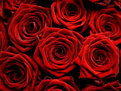 roses rose wallpapers dark desktop super nice 1080p pretty flower yellow flowers purple crimson wallpaperss deep colour wall
