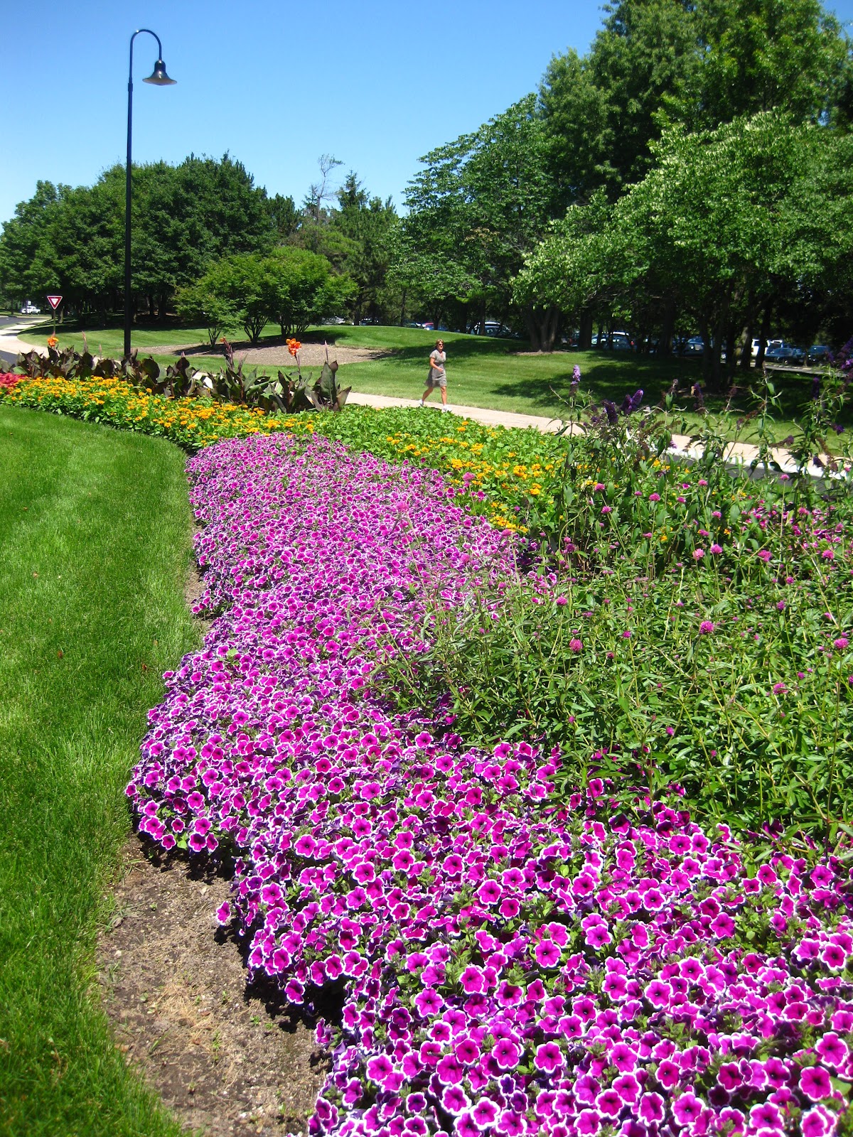 Hood's Gardens Petunia Famous Violet Picotee