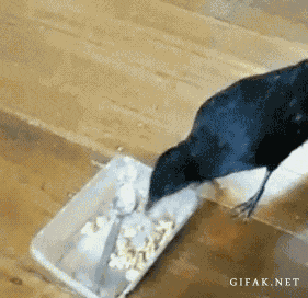 blackbird2.gif