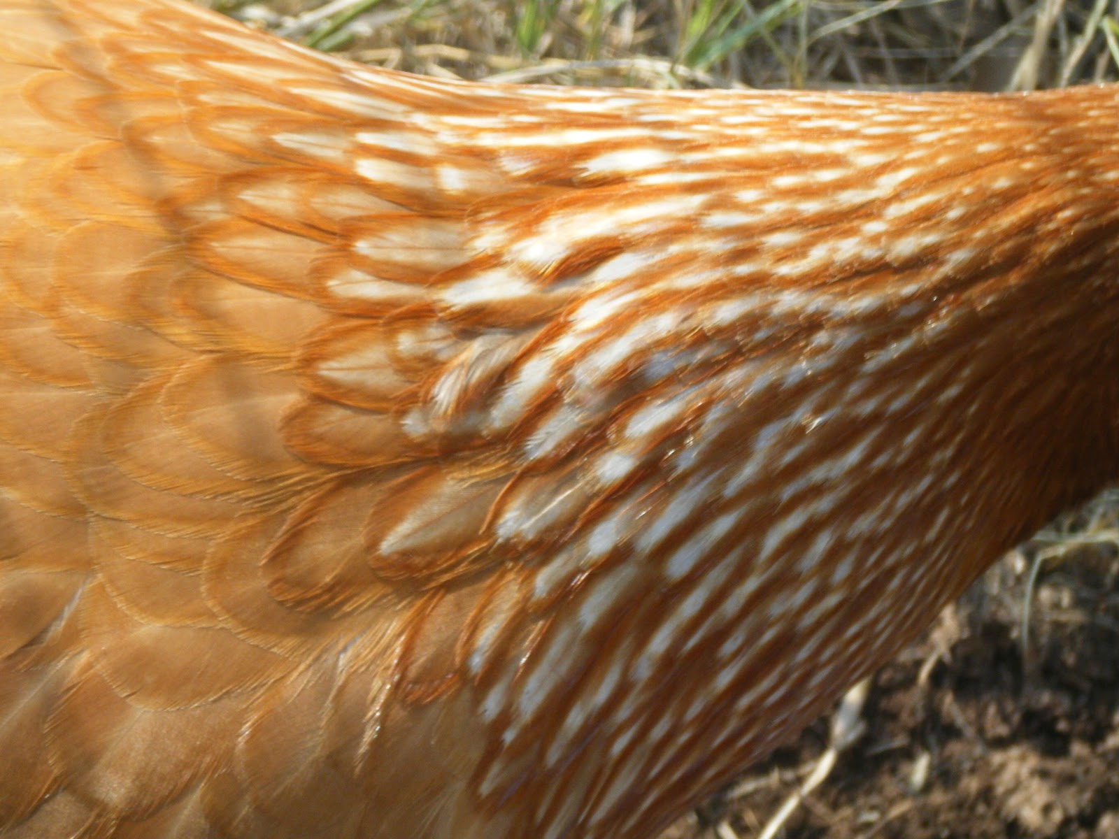 windy-acres-diary-chicken-feathers