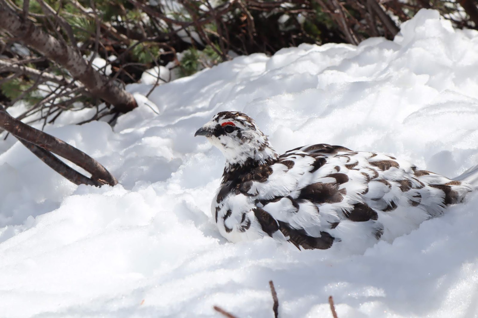 立山ガール日記 雷鳥特集 あなたの願い叶えます 雷鳥願い箱と 最近の雷鳥目撃情報