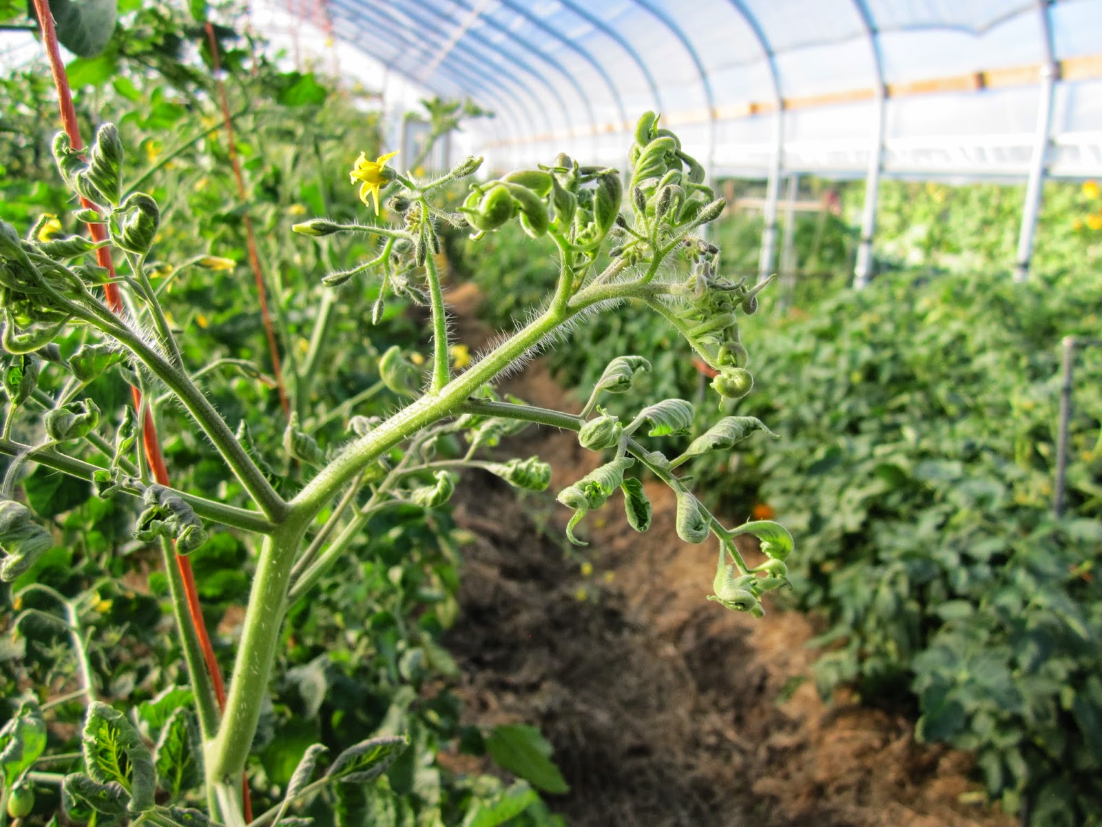 помидор скрутились. скручиваются листья у помидоров в теплице. листья томатаскрючиваются. скручиваются листья у помидоров в теплице. скручиваются листья у помидоров в теплице.