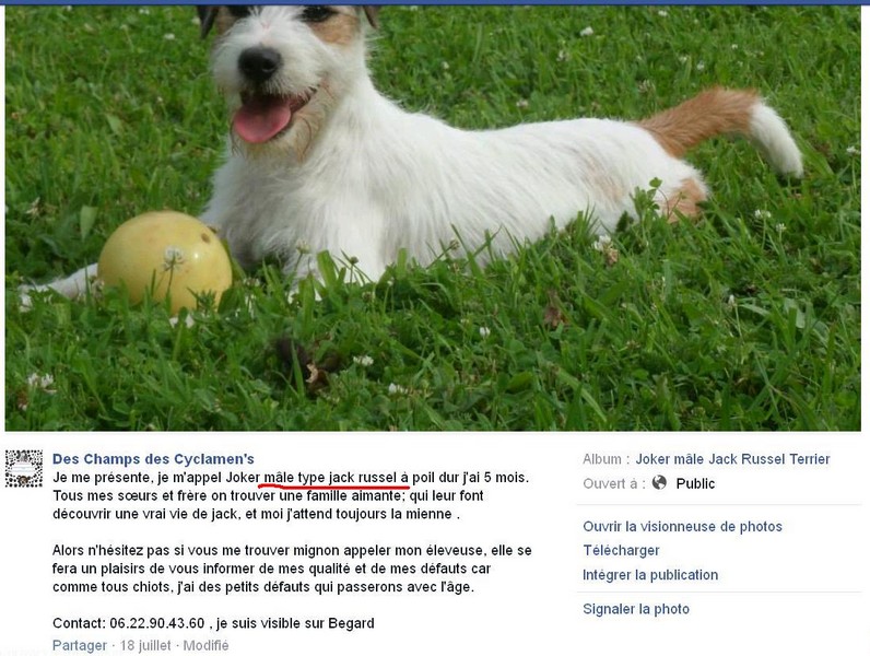 Ne Pas Declarer Son Chien Center Parcs