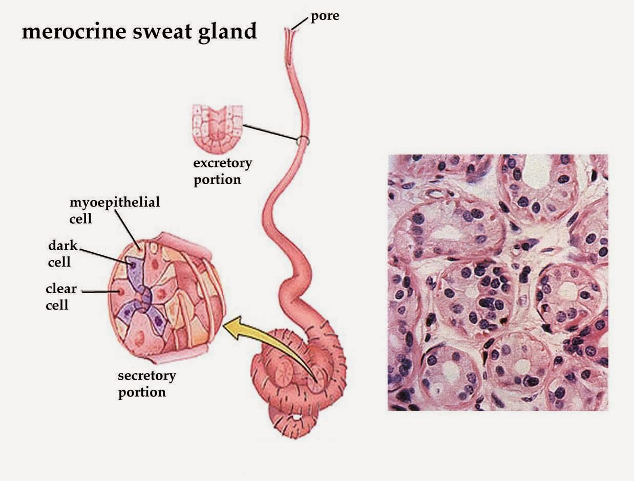 Dr. Wheat's Biology Blog January 2014