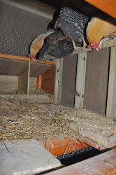 coop inside roost coops chicken peek roof bad cool chickens garden run communitychickens doors behind going call pretty