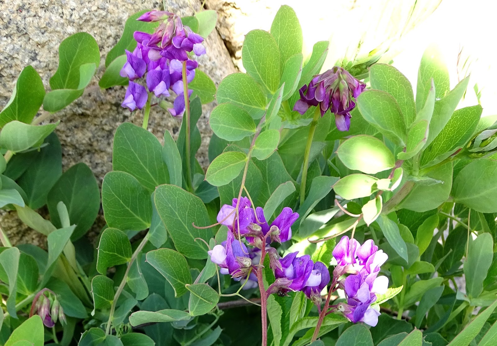 Notes from Halibut Point: The Pea Family