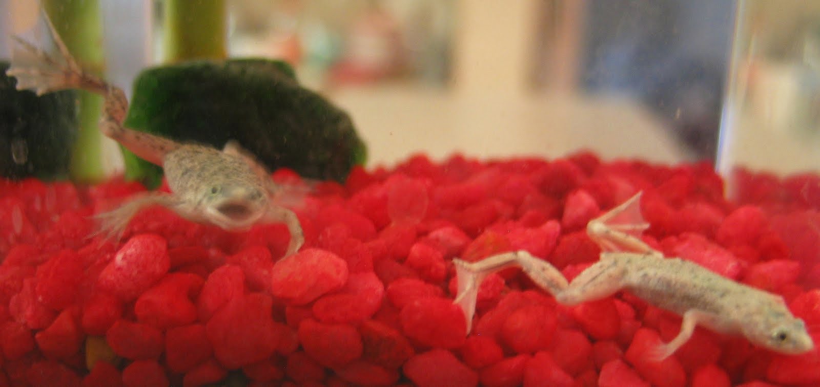 I Can Dig It!: Aquatic African Dwarf Frogs