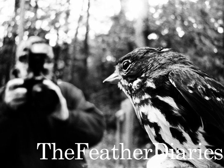 The Feather Diaries