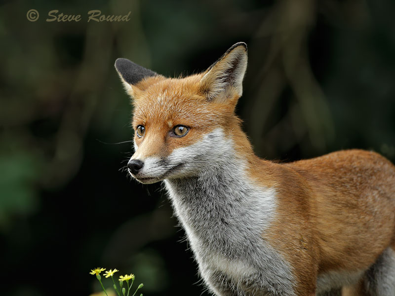 fox, mammal, nature, wildlife