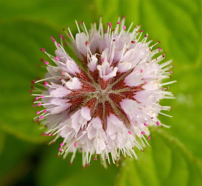 Water Mint Mentha aquatica flower