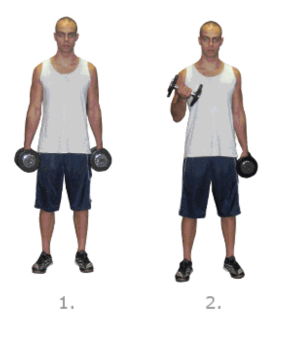 Step Exercises and Fitness Arm Exercises step 3 Dumbbell Bicep Curl