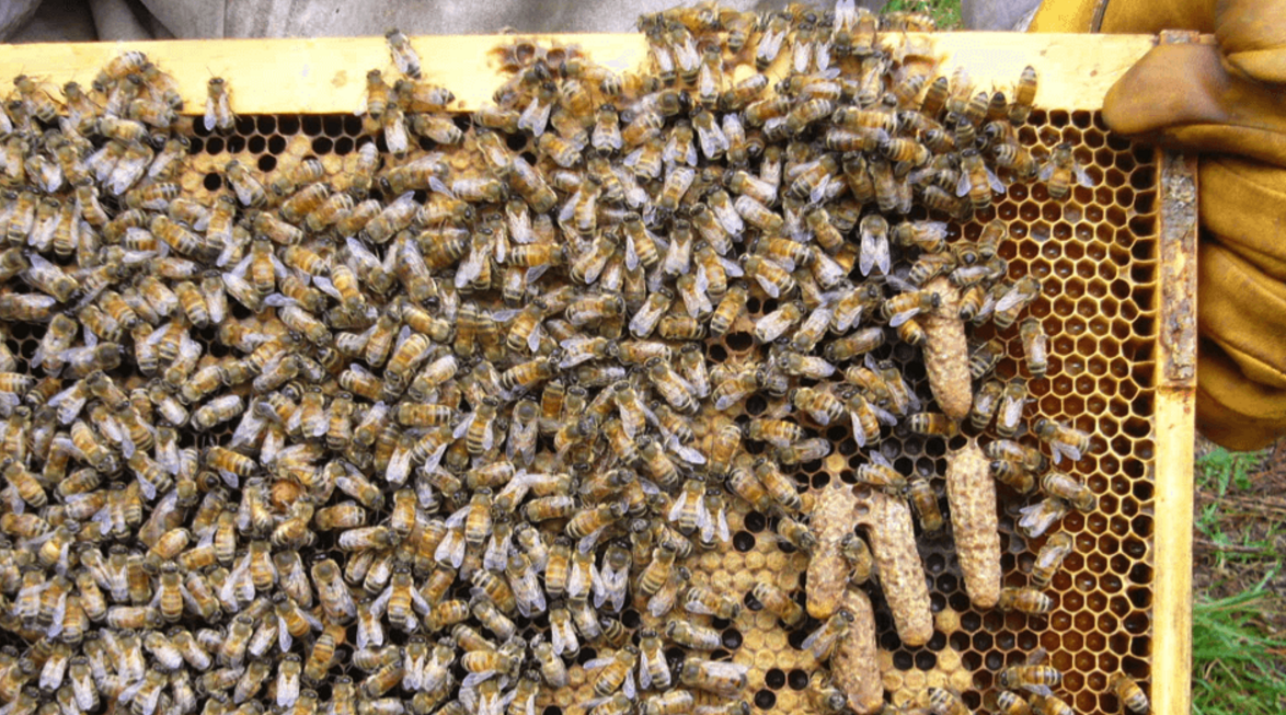 Сколько пчелы дают. Свищевые маточники у пчел. Расплод у пчел маточник. Маточник пчелиный свищевой. Роевые маточники у пчел.