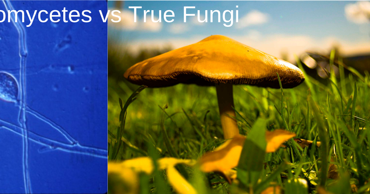 Difference between Oomycetes and True fungi (Oomycetes vs