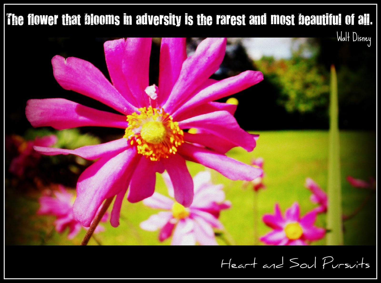 Heart and Soul Pursuits A Collection of Proverbs Flower of adversity