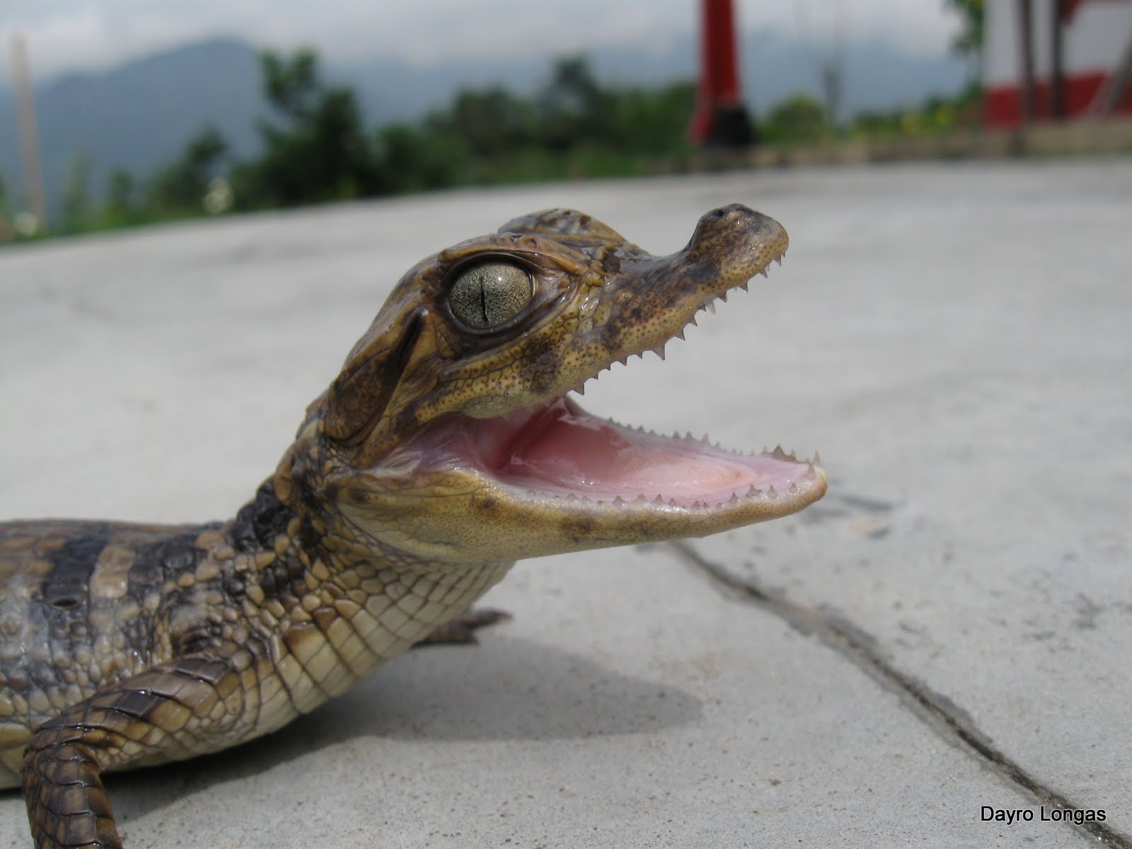 Fauna de Colombia Wildlife Colombia Babillas